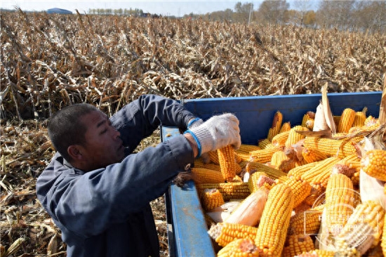 松原水稻收割机二手市场_松原二手水稻收割机_松原二手水稻收割机百姓网