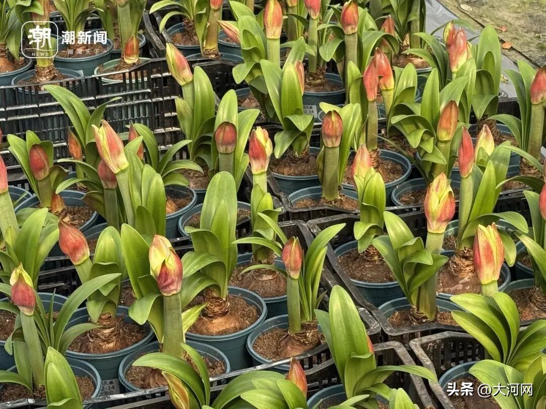 市场价格_肉马的价格市场_东北瓜子批发价格市场