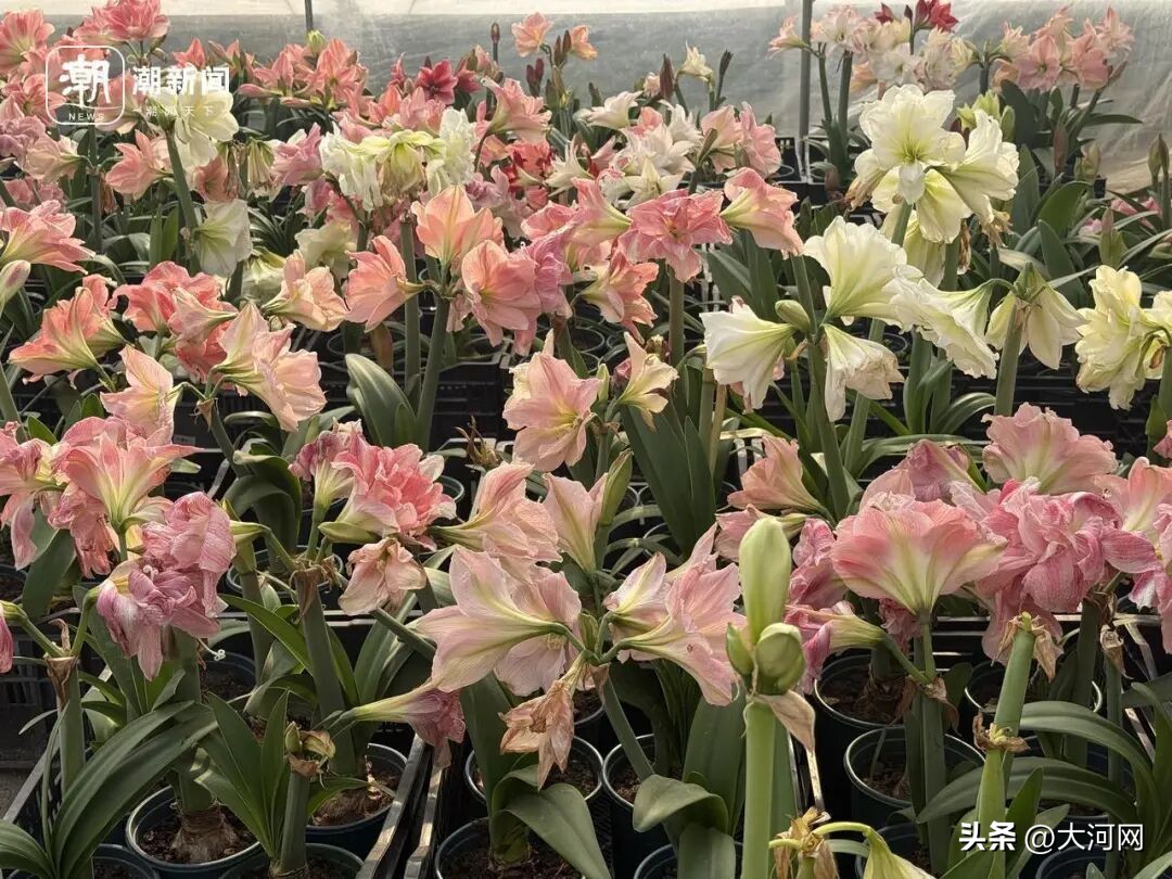 市场价格_肉马的价格市场_东北瓜子批发价格市场