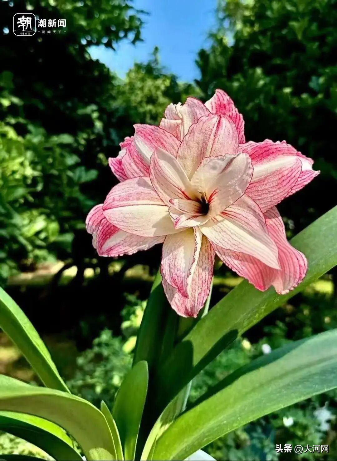 东北瓜子批发价格市场_肉马的价格市场_市场价格