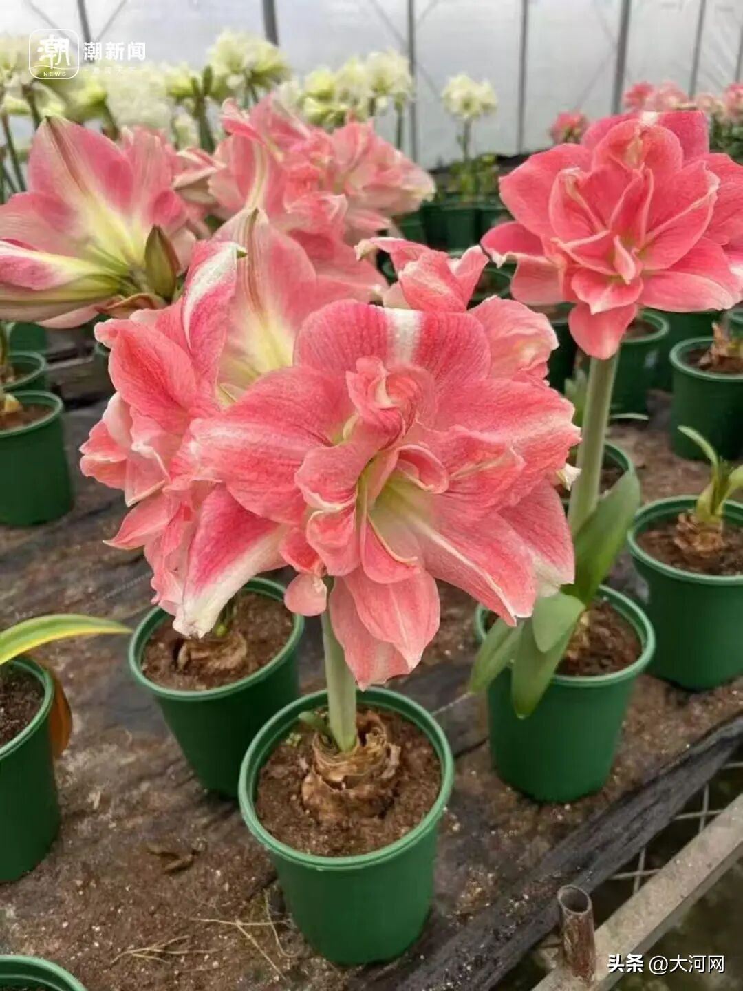 东北瓜子批发价格市场_肉马的价格市场_市场价格