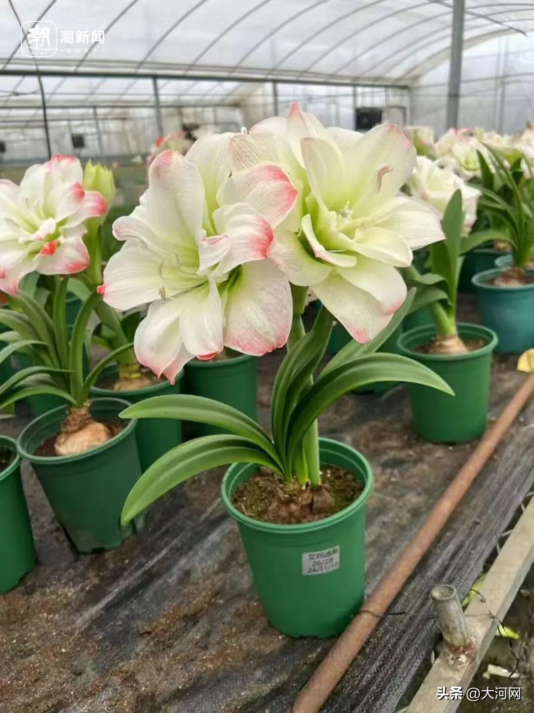 东北瓜子批发价格市场_市场价格_肉马的价格市场