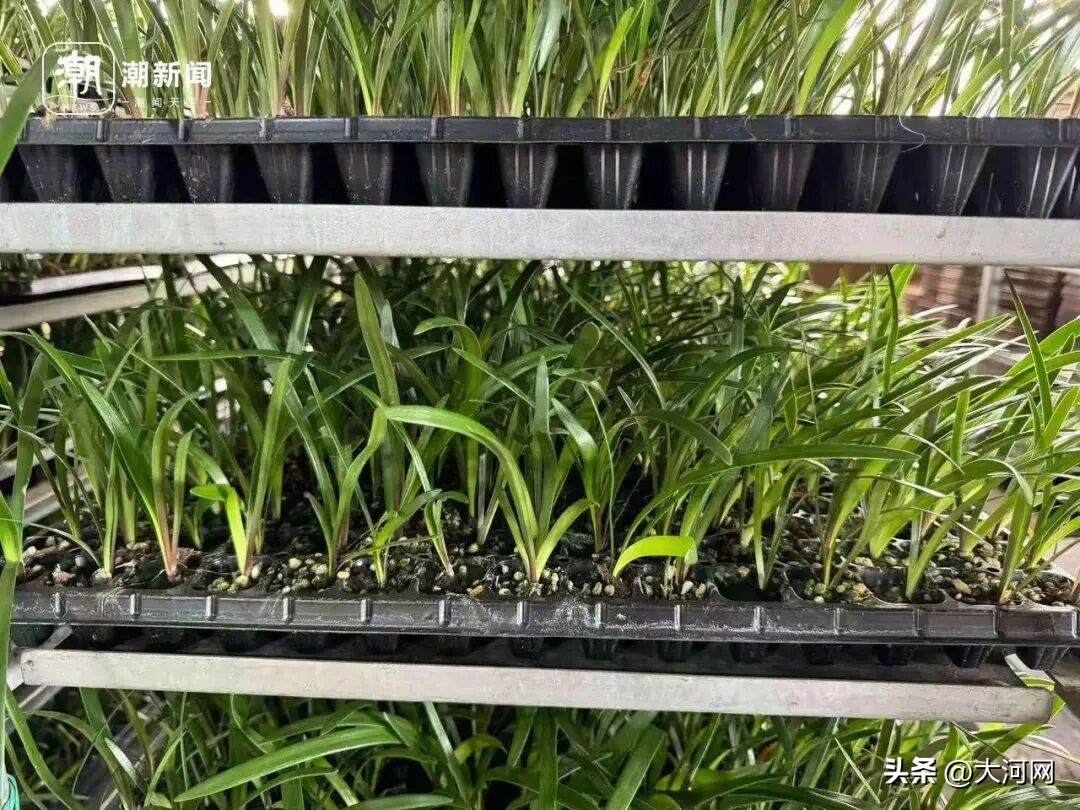 东北瓜子批发价格市场_市场价格_肉马的价格市场