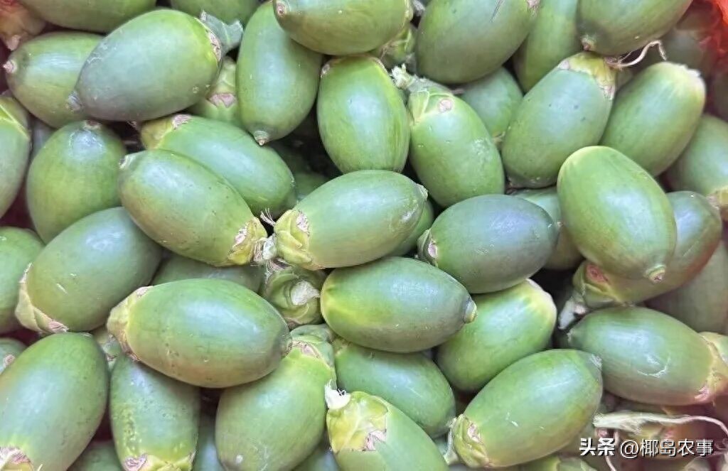 海南槟榔价格下跌分析_海南槟榔今日价格行情_价格行情