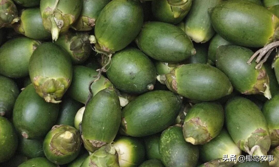 价格行情_海南槟榔今日价格行情_海南槟榔价格下跌分析