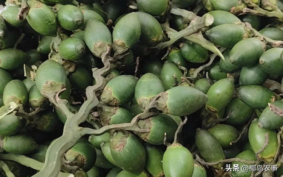 海南槟榔价格下跌分析_海南槟榔今日价格行情_价格行情