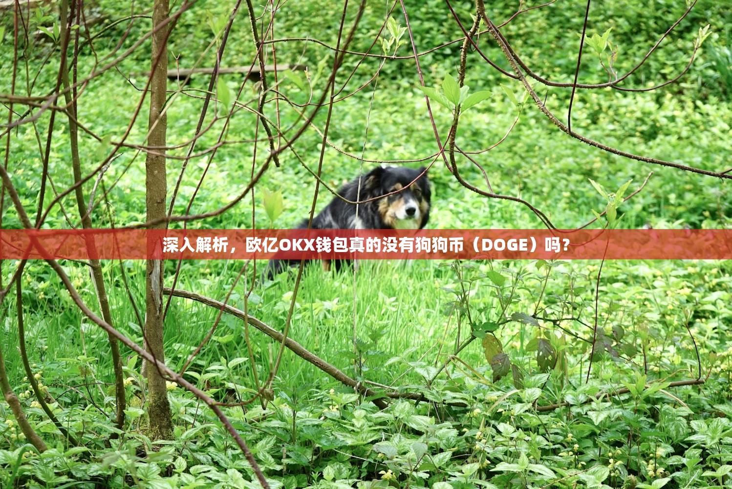 以太坊交易价格行情_行情波动_以太坊价格影响因素