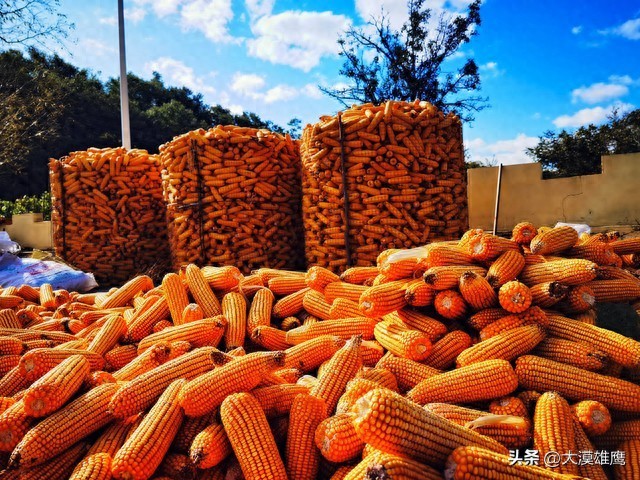 深加工企业玉米需求_行情走势_玉米市场行情分析