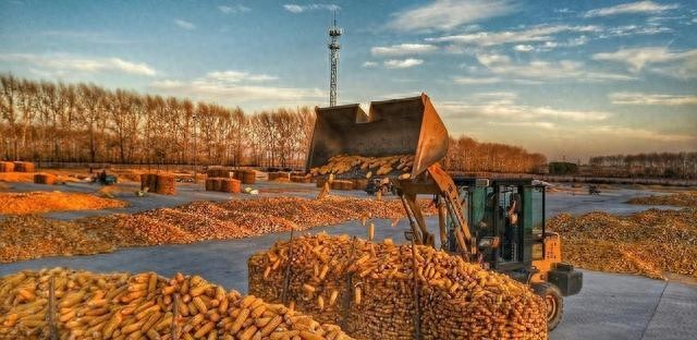深加工企业到货量_玉米价格行情_价格行情