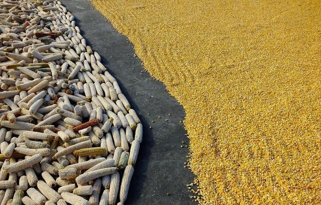 深加工企业到货量_价格行情_玉米价格行情