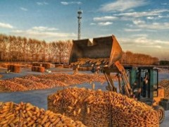 玉米价格行情：厂库告急、农户惜售，价格一涨再涨