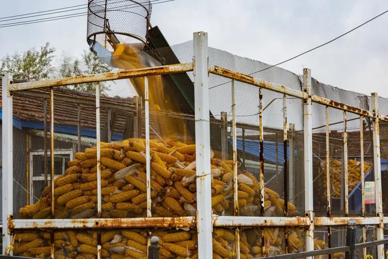 价格趋势_供给端需求端政策影响_玉米价格走势分析