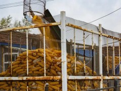 近期玉米价格趋势受多重因素影响，各方动态全解析