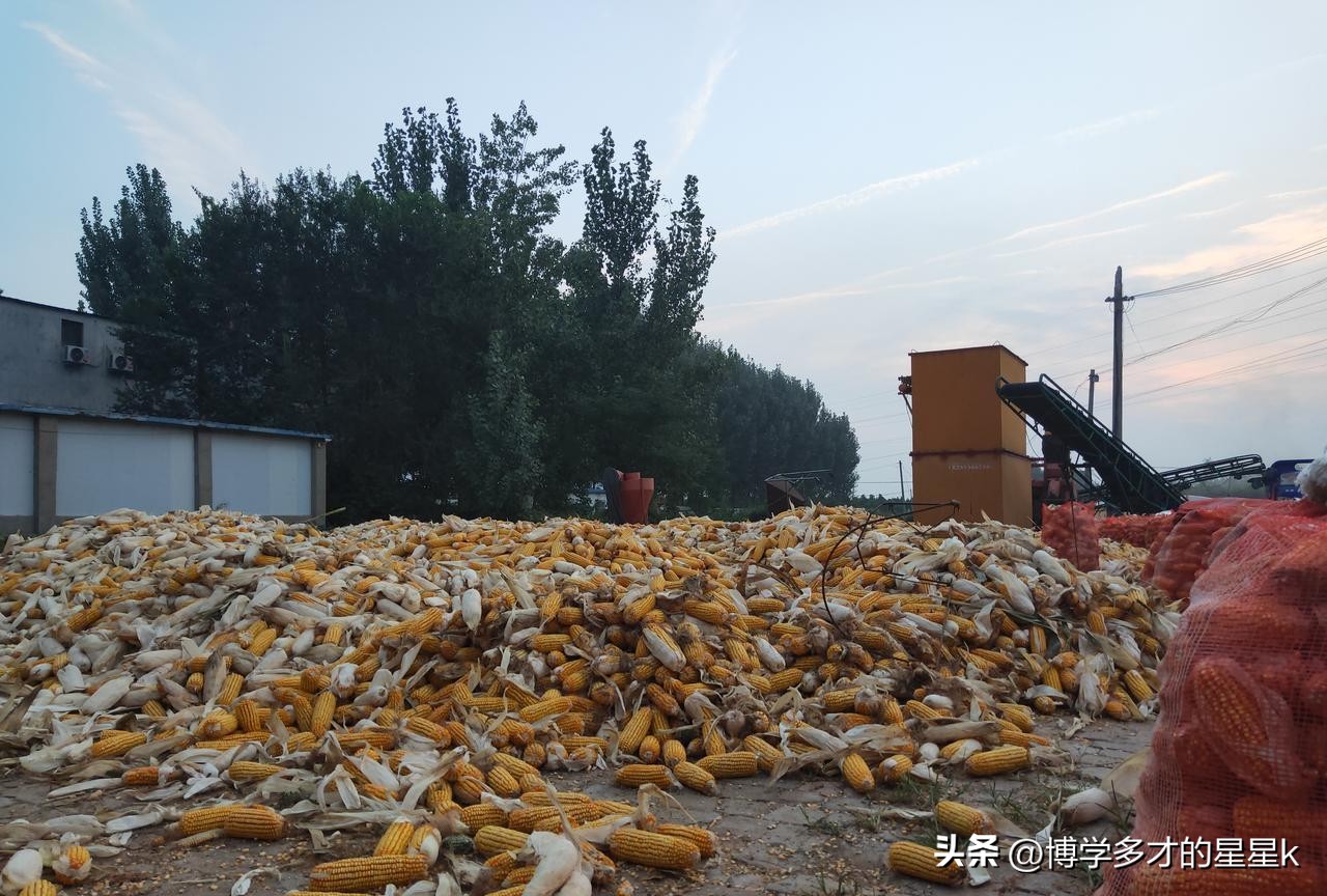 干粮潮粮行情差异_行情变化_玉米价格走势分化