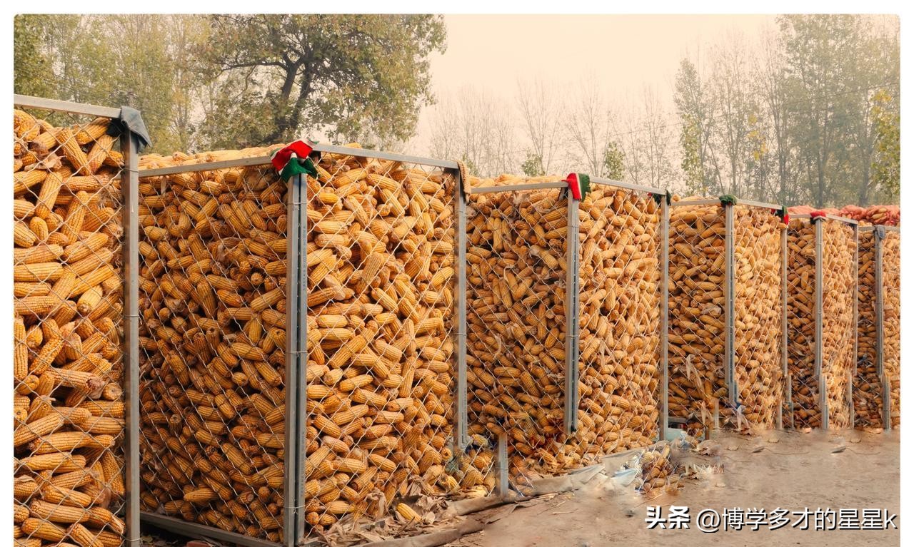 行情变化_干粮潮粮行情差异_玉米价格走势分化