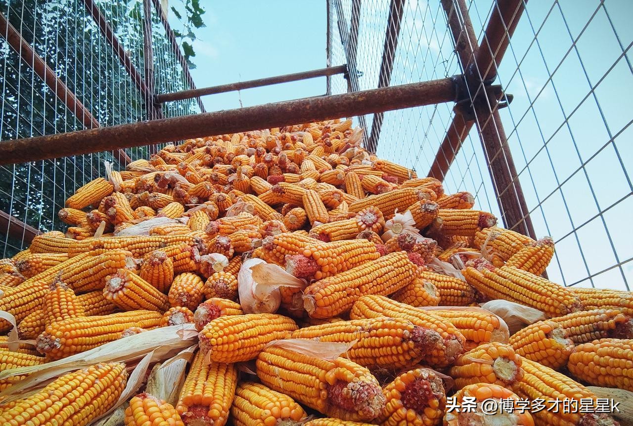 玉米价格走势分化_行情变化_干粮潮粮行情差异