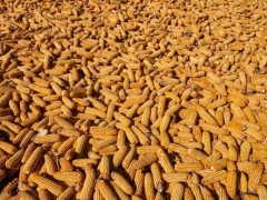 玉米价格走势分析：短期高位震荡，多因素影响后市展望