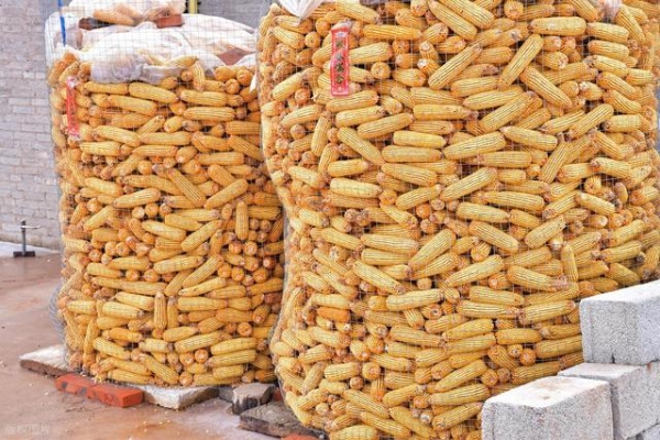 玉米市场行情分析_行情走向_供需关系变化