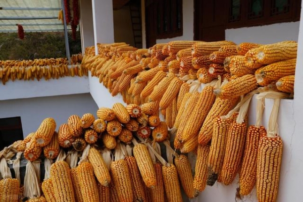 行情走向_供需关系变化_玉米市场行情分析