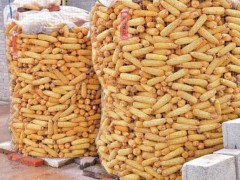 玉米市场行情突变，南北差异大，手里有粮的该咋办？