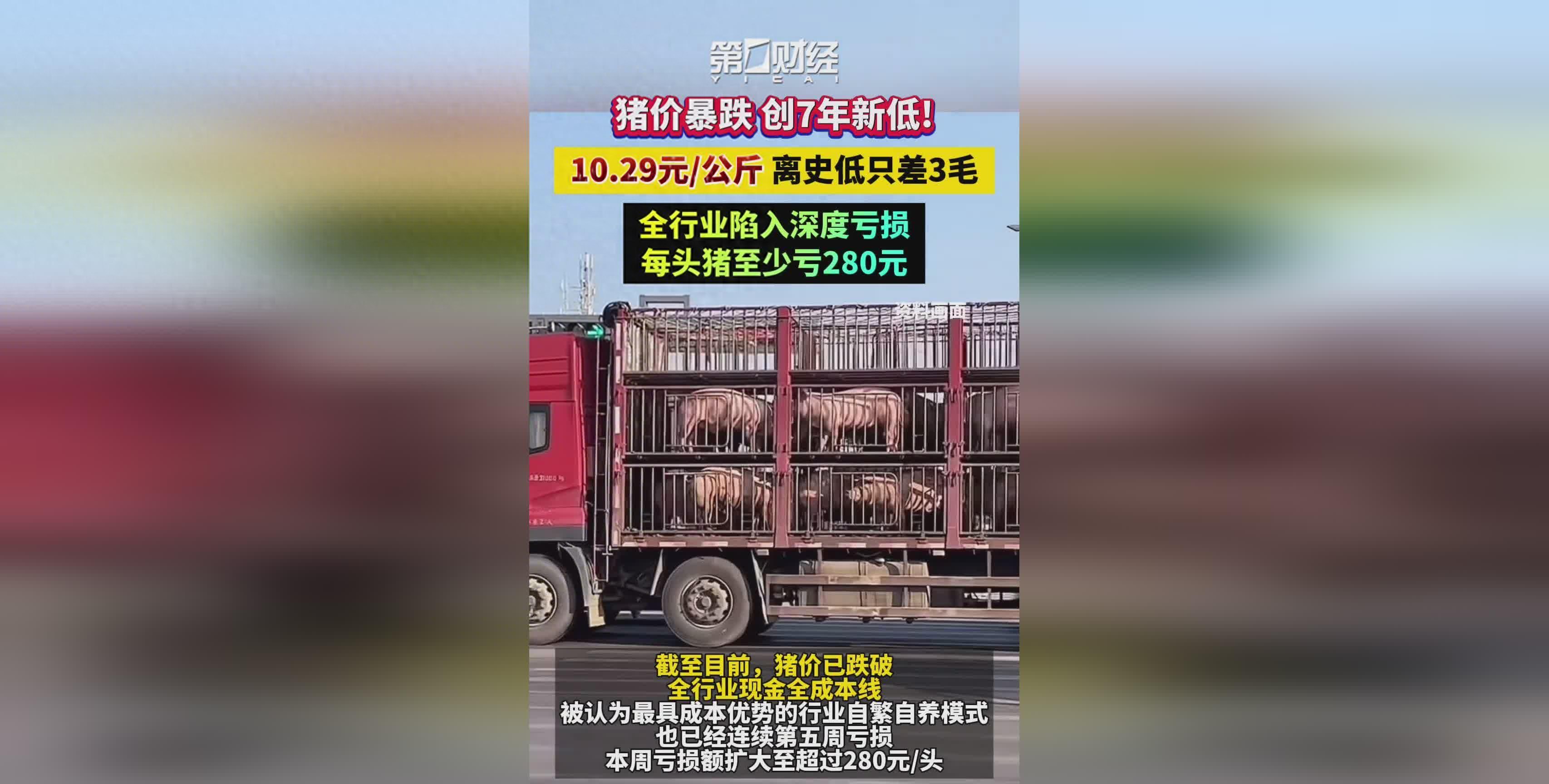 生猪养殖亏损_市场价格_猪肉价格下跌
