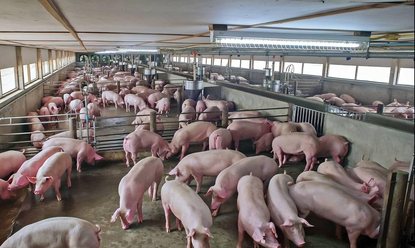 猪肉价格下跌_市场价格_生猪养殖亏损
