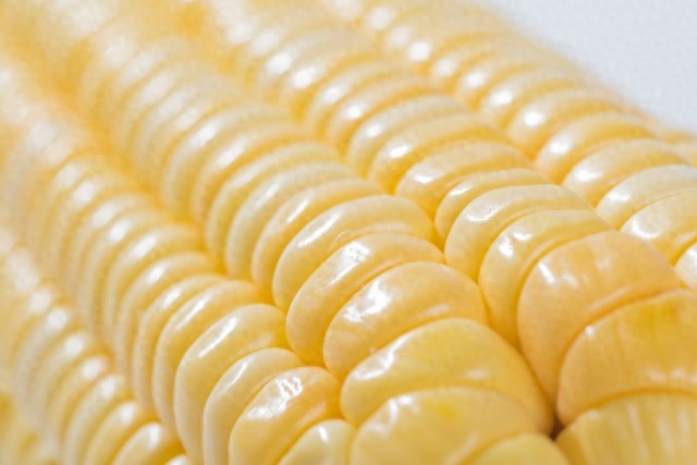 玉米市场行情分析_市场行情_托市小麦拍卖影响