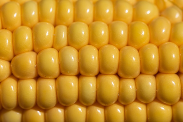 托市小麦拍卖影响_玉米市场行情分析_市场行情