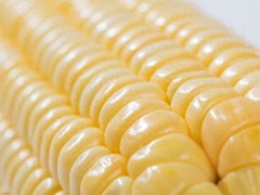 玉米市场行情突变 托市小麦加码引价格回落