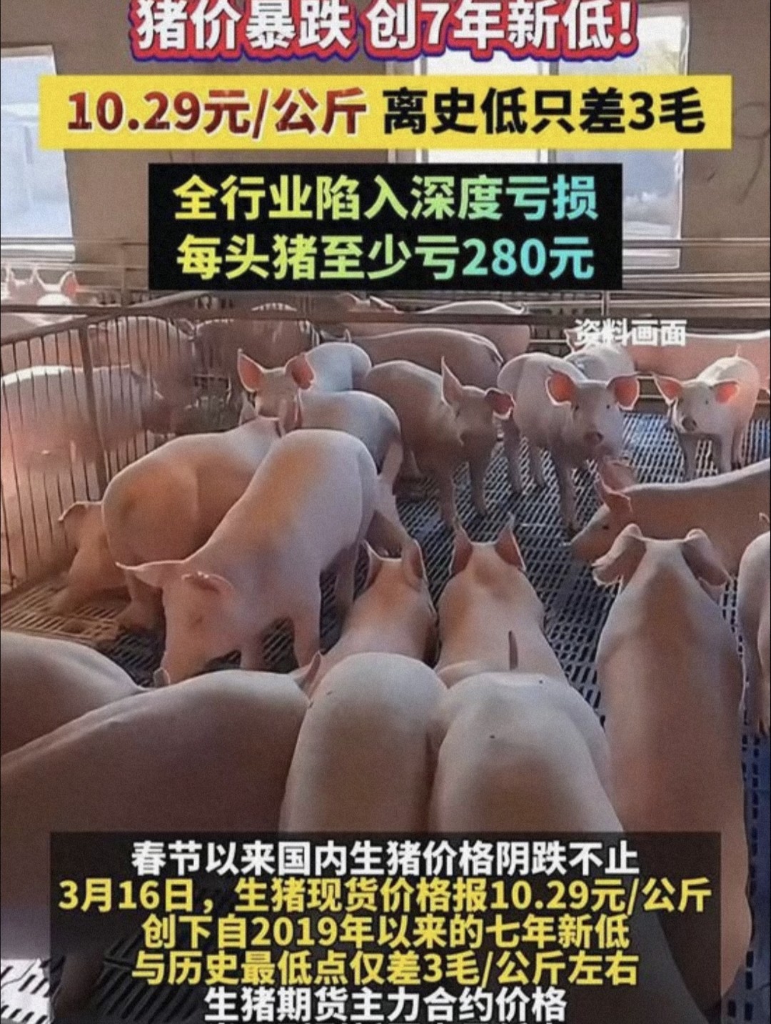 养猪产业格局变化_行情变化_猪肉价格趋势