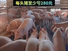 2026年猪价行情变化：上半年低位徘徊，下半年温和回升