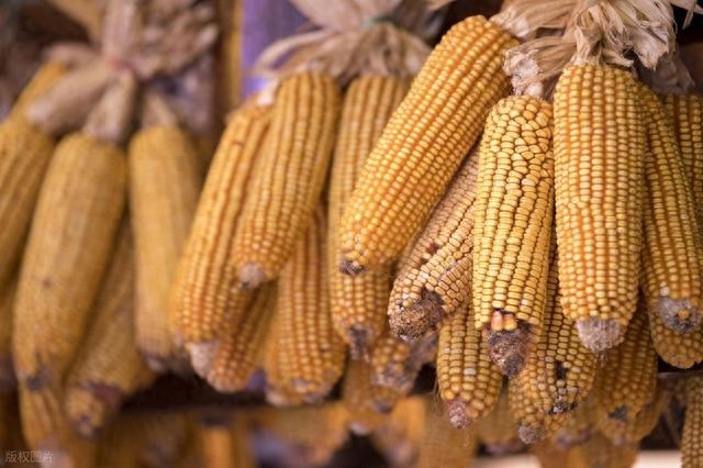 玉米市场波动_市场行情_国储陈稻开拍