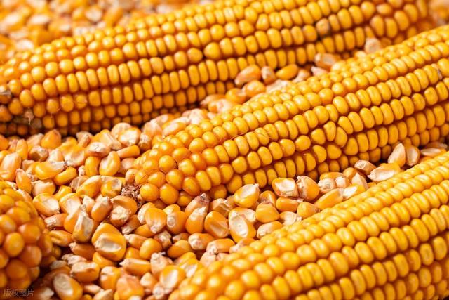 市场行情_国储陈稻开拍_玉米市场波动