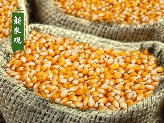 市场行情_国储陈稻开拍_玉米市场波动