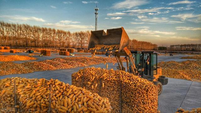 国储陈稻开拍_玉米市场波动_市场行情