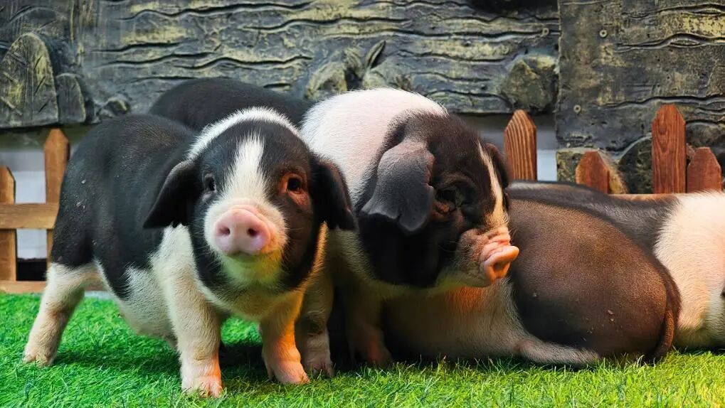 猪肉价格跌破5元一斤 历史新低 生猪市场供需关系_市场价格动态