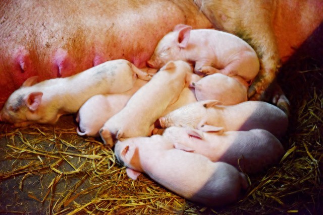 猪肉供需关系解读_价格行情_生猪价格行情分析