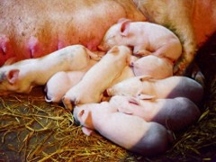 生猪价格行情弱稳，4月6日多地猪价4.3-4.8元/斤