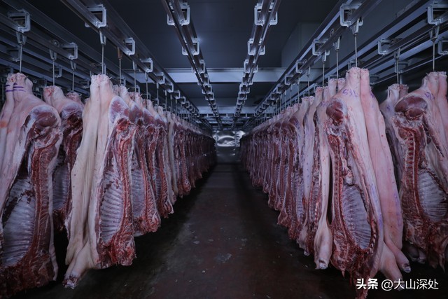 猪周期供需失衡深度解析_猪肉价格暴跌原因分析_市场价格