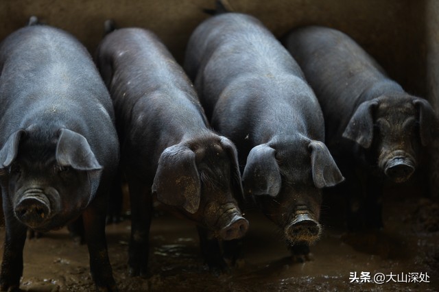 市场价格_猪肉价格暴跌原因分析_猪周期供需失衡深度解析