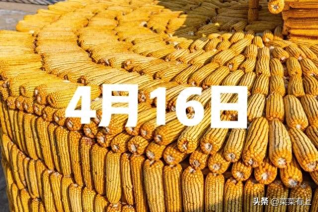 玉米价格走势预测_玉米市场行情分析_市场行情