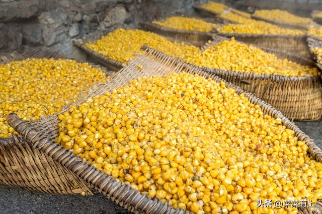 市场行情_玉米价格走势预测_玉米市场行情分析