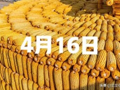 4月16日全国玉米市场行情：止跌反弹，局部结构性上涨