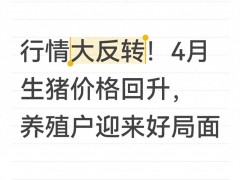 生猪价格一路看涨，养殖户迎来好行情